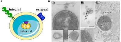 Secretion and Delivery of Intestinal Pathogenic Escherichia coli Virulence Factors via Outer Membrane Vesicles